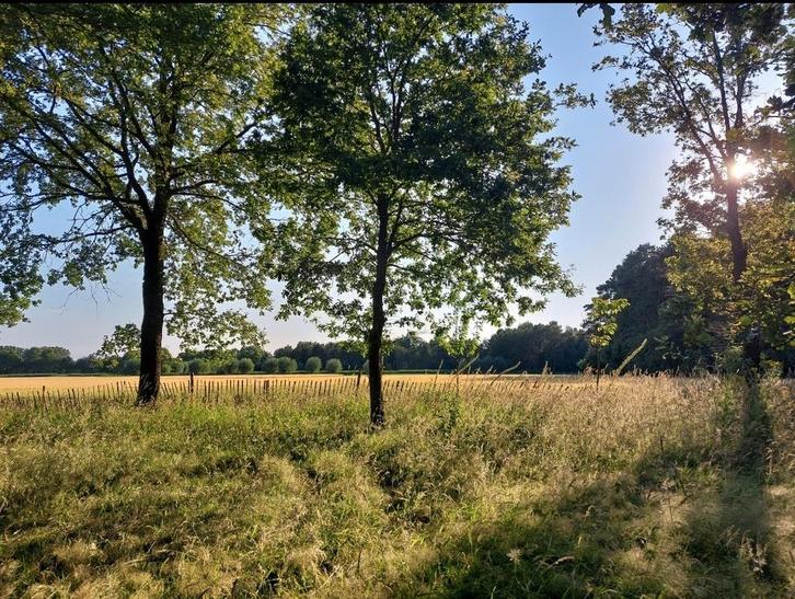 Prachtig stukje natuur, privébos te Stekene, Immo, Gronden en Bouwgronden