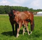 15 jarige kweekmerrie / 2 jarige zwarte merrie, Dieren en Toebehoren, Merrie, 165 tot 170 cm, Springpaard, Gechipt