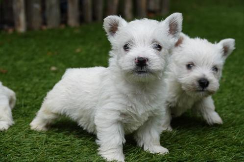 Prachtige west highland white terriër pups (westie, westy), Dieren en Toebehoren, Honden | Jack Russells en Terriërs, Meerdere dieren