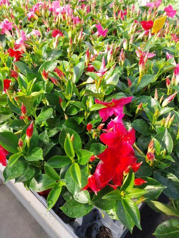 dipladenia mandevilla planten te koop beschikbaar voor biedingen