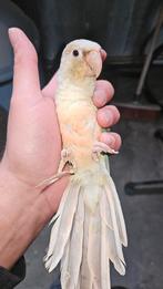 Pyrrhura molinae, Dieren en Toebehoren, Vogels | Parkieten en Papegaaien, Mannelijk, Parkiet, Geringd