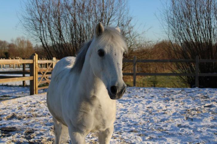 Halve stal, Dieren en Toebehoren, Pony's, Ruin, Zadelmak, C pony (1.27m tot 1.37m), Recreatiepony, 11 jaar of ouder, Gechipt, Ontwormd