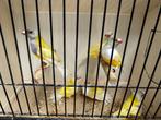 Gouldamadines gele mannen te koop, Dieren en Toebehoren, Mannelijk, Tropenvogel