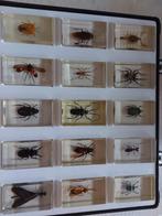 Collection d'insectes sous résine 15 pièces, Enlèvement ou Envoi
