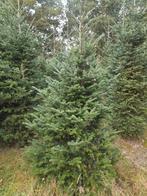 Omorika + fraseri kerstbomen 200-250-300 cm, Tuin en Terras, Planten | Bomen, Ophalen of Verzenden, Zuilboom, 100 tot 250 cm