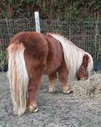 Shetlander merrie met stamboekpapieren, Animaux & Accessoires, Poneys, Jument