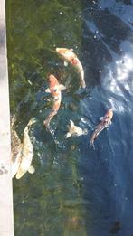 6 koi-vissen ( 35 cm), Ophalen