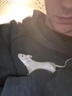 Handtamme kleurmuizen, Dieren en Toebehoren, Muis, Mannelijk, November, Tam