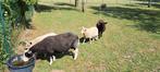 Lammeren 1 zwarte ooi en 2 witte rammen