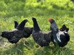 Jonge tamme Barnevelder krielkippen hennen gesekst + ingeënt, Dieren en Toebehoren, Vrouwelijk, Kip