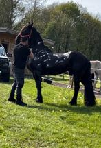5 jaar frisian merrie, Merrie, Gechipt, Zadelmak, 3 tot 6 jaar