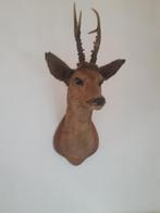 Reekop taxidermie, Verzamelen, Dierenverzamelingen, Ophalen, Hert, Gewei of Kop