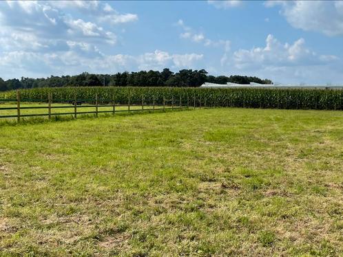 Weide met schuilstal, volpension, Dieren en Toebehoren, Stalling en Weidegang, Weidegang