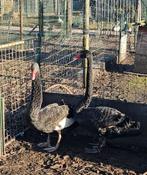 Zwarte zwanen, Dieren en Toebehoren, Meerdere dieren, Gans of Zwaan
