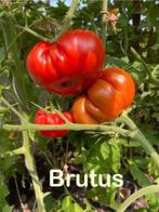 3 Grote sortering zaden van bijzondere tomaten., Verzenden, Voorjaar, Volle zon, Zaad