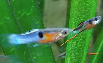 Guppy Endlers  beschikbaar voor biedingen