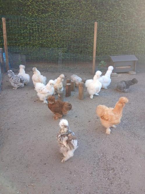 Verschillende kleuren zijdehoentjes., Dieren en Toebehoren, Pluimvee, Kip, Meerdere dieren