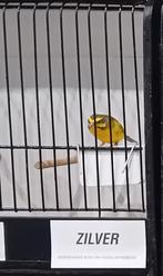 Mozambiqeu mannen geringd 2025, te koop of ruilen., Bagué