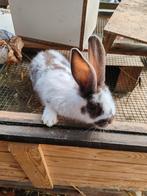 Mâle papillon chocolat, Dieren en Toebehoren, Konijnen, Mannelijk