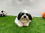 Mal-Shi pups ( Maltezer x Shih Tzu), Dieren en Toebehoren, Honden | Chihuahua's en Gezelschapshonden, België, Overige rassen, 8 tot 15 weken