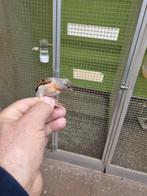 Tarin du venezuela femelle en mutations brune diluer 2025, Animaux & Accessoires, Femelle, Oiseau chanteur sauvage, Domestique