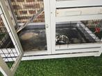 Buitenhok knaagdieren, Dieren en Toebehoren, Ophalen, Gebruikt, 90 cm of meer, Hok
