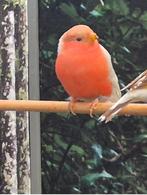 Goudvinken satinet, Dieren en Toebehoren, Mannelijk