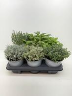 Kruiden mix tray, Tuin en Terras, Planten | Tuinplanten, Ophalen, Kruiden