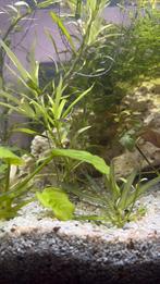 Baby Cryptoheros sajica (t-bar chiclide), Ophalen