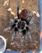 Tliltocatl vagans 0.1, Dieren en Toebehoren, Insecten en Spinnen, Spin of Schorpioen