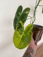 philodendron burle marx variegata   20€ Ophaling Zelzate, Huis en Inrichting, Ophalen of Verzenden