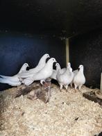Witte duiven, Dieren en Toebehoren