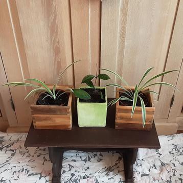 Kamer- terrassplanten 4€/st, 10€ alledrie beschikbaar voor biedingen
