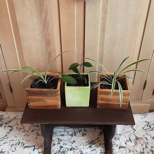 Kamer- terrassplanten 4€/st, 10€ alledrie, Huis en Inrichting, Kamerplanten, In pot, Ophalen of Verzenden
