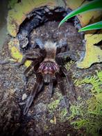 Xenesthis immanis, Dieren en Toebehoren, Insecten en Spinnen