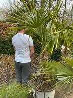Grote palmboom trachycarpus, Tuin en Terras, Planten | Bomen, Ophalen, Winter, Palmboom