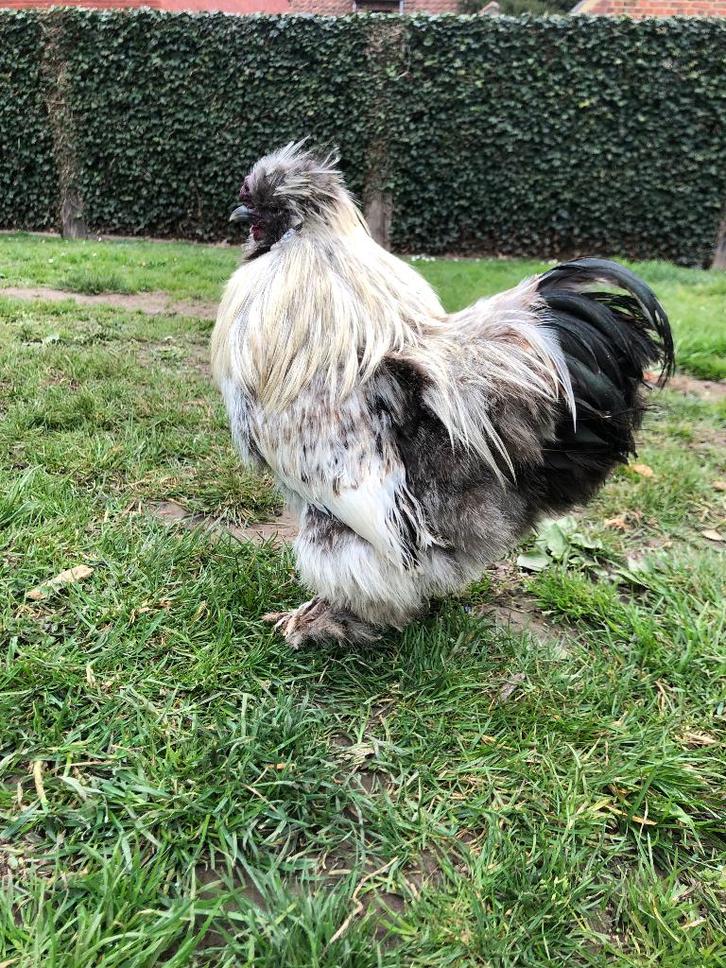 Zijdehoender haan, Dieren en Toebehoren, Pluimvee, Mannelijk