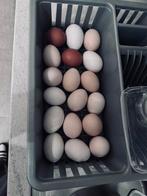 Verse eieren te koop, Dieren en Toebehoren, Kip