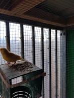 Kanarie waterslagers