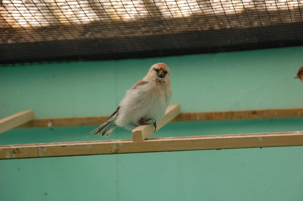 witstuitbarmsijzen mannen, Animaux & Accessoires, Oiseaux | Oiseaux Autre, Mâle, Oiseau chanteur sauvage, Bagué