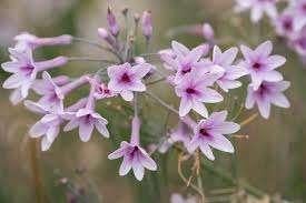 Tulbachia Purple Eye, Ophalen