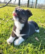 Cardigan Welsh Corgi pour chiot/chiot Corgi/chiot WCC, Animaux & Accessoires, Belgique, Un chien, Hépatite contagieuse (maladie de Rubarth)