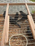 2 koppels blauwzwarte kanaries 30euro koppel