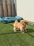 Schattige maltipoo pups, Dieren en Toebehoren, Honden | Chihuahua's en Gezelschapshonden, Parvo, België, Overige rassen, 8 tot 15 weken