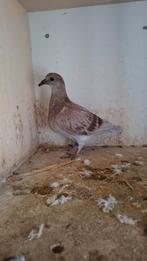 Jonge duiven geringd bijna klaar om gespeend te worden, Dieren en Toebehoren