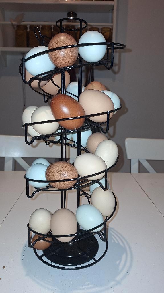 Broedeieren kleurleggers legkippen, Animaux & Accessoires, Volatiles, Poule ou poulet, Plusieurs animaux