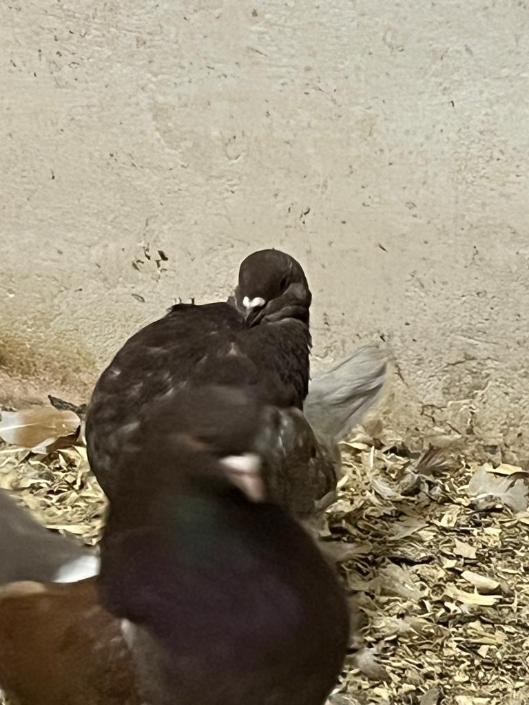 Holle kroppers rood gekrast, Animaux & Accessoires, Oiseaux | Pigeons, Plusieurs animaux, Boulant