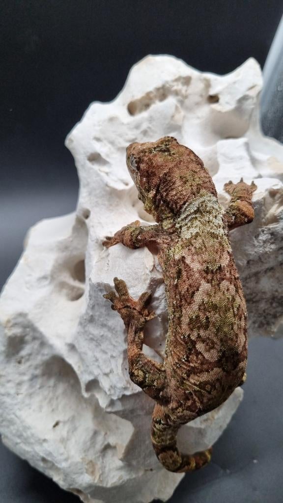 Chahoua white collar volwassen vrouw, Dieren en Toebehoren, Reptielen en Amfibieën