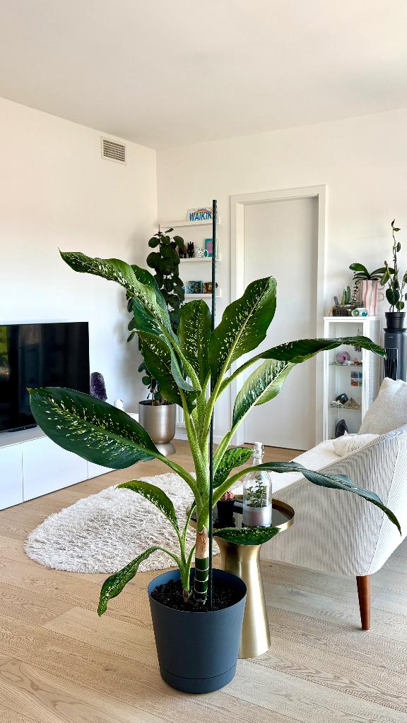 Dieffenbachia seguine "Crocodile" 140 cm – plante XL, Maison & Meubles, Plantes d'intérieur, Autres espèces, En pot, Enlèvement