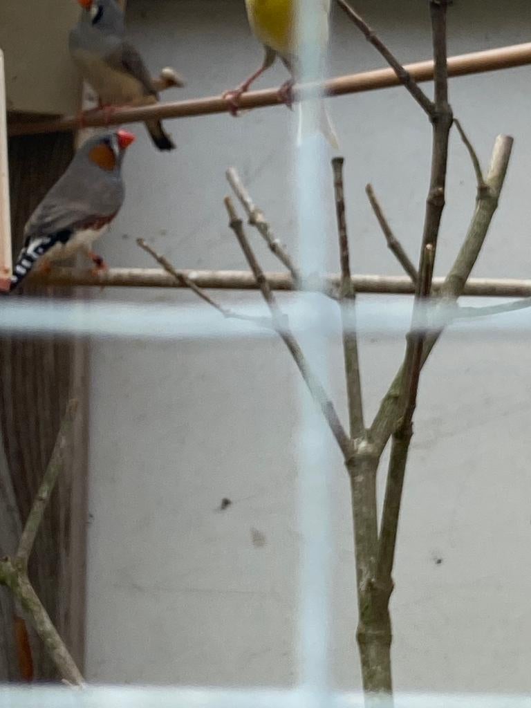 Kweekkoppel Zebravinken, Animaux & Accessoires, Oiseaux | Canaris